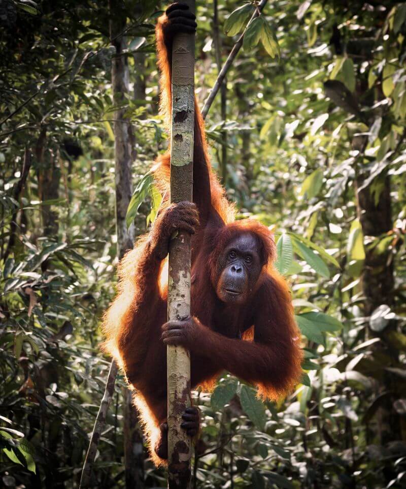 indonezia-v-lete