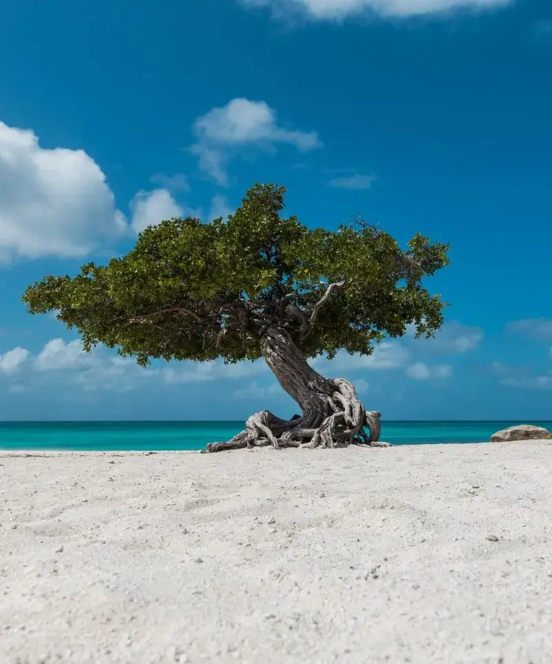 honeymooners-svadobna-cesta-karibik-aruba